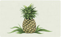 New Pineapple