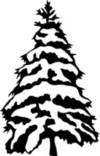 Snow Spruce