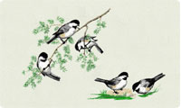 Chickadees