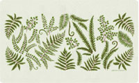 Ferns