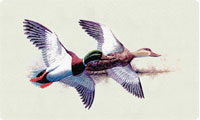 Flying Mallard