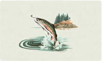 Spring Trout