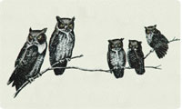 Owls