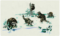 Racoons