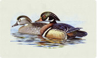 Wood Duck